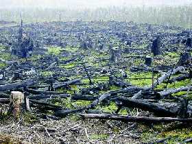 Paradise Lost -- carbon, climate, environmental disaster -- Tasmanian clearfelling for PROFIT!
