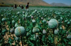 Central Asian heroin reaches Europe via Thaci's Kosovo