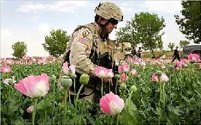 Afghan poppy field