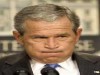 Bush