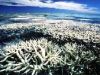 Bleached (dead) coral reef, Australia