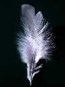 white feather