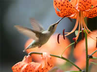 Hummingbird feeding