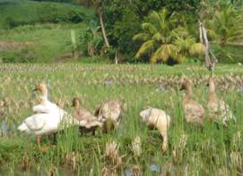 Ducks weeding Rice Paddies