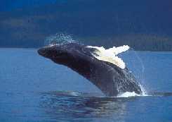 Humpback breaching