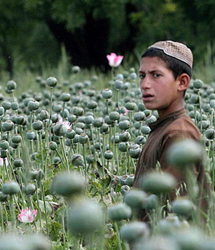 Afghan opium poppies