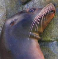 paranoid seal