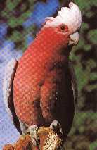 Australian 'Galah'