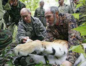 Putin 'saves' crew from Tiger attack